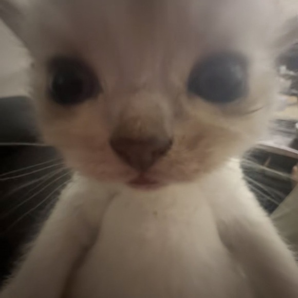kasiapxo